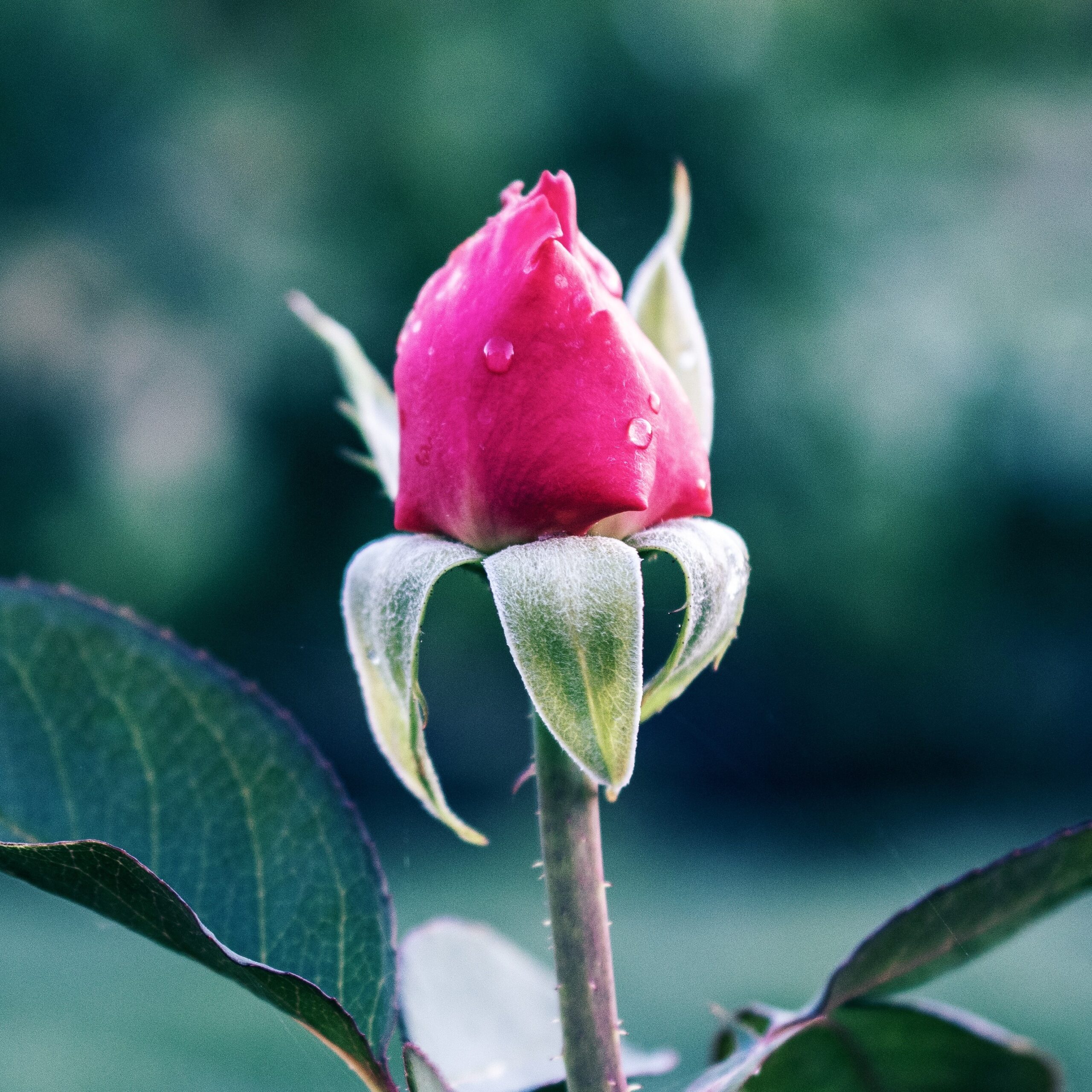 Should We Stop and Smell the Rose Buds too?