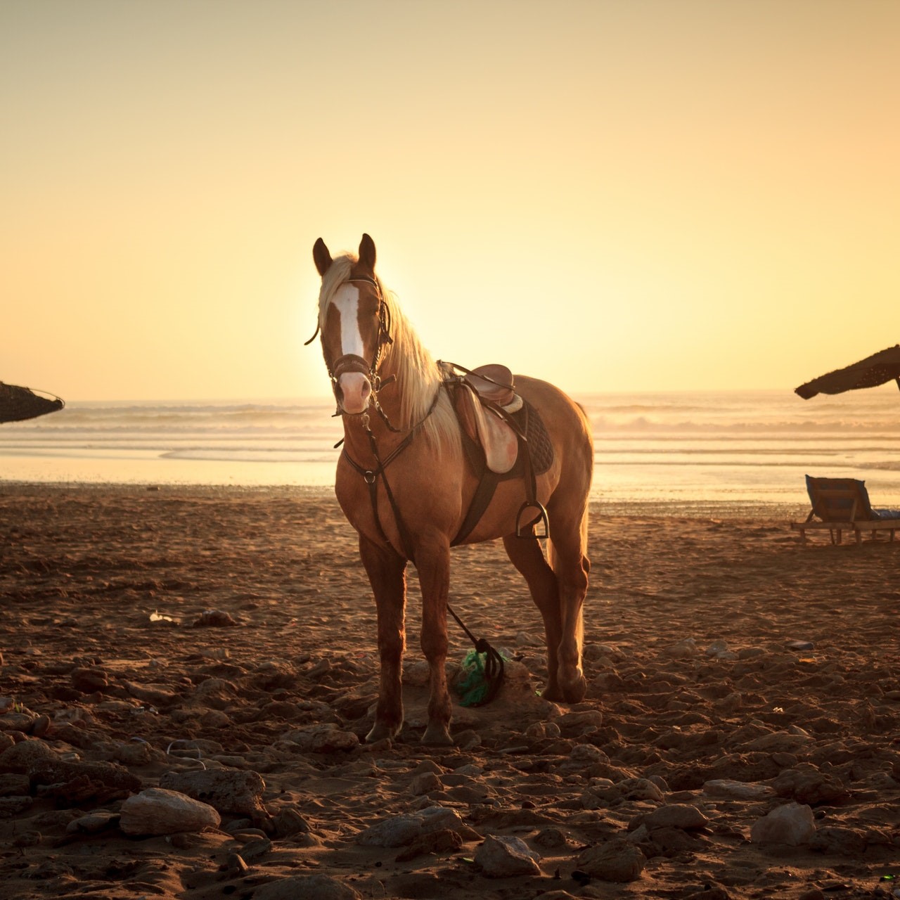 Leading a Horse to Water